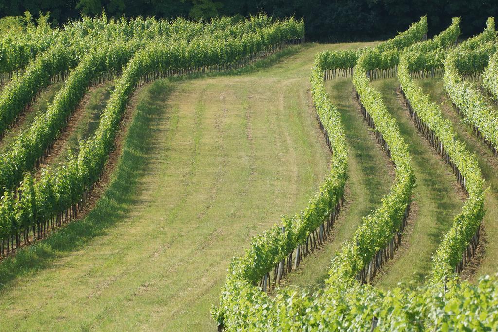 Winzerzimmer - Weingut Tinhof Eisenstadt Exteriér fotografie
