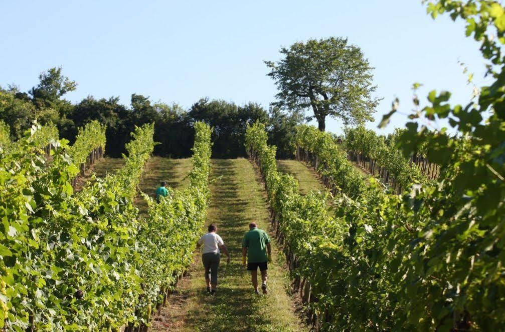 Winzerzimmer - Weingut Tinhof Eisenstadt Exteriér fotografie