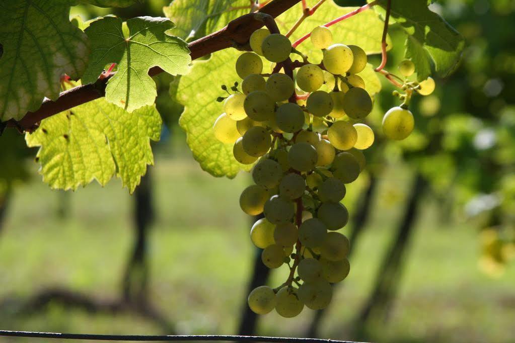 Winzerzimmer - Weingut Tinhof Eisenstadt Exteriér fotografie